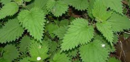 European Nettle, Stinging Nettle, Common Nettle
