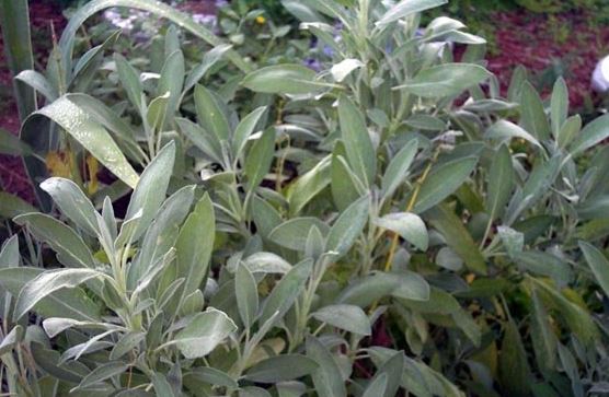Salvia Species, Common Sage, Culinary Sage, Garden Sage