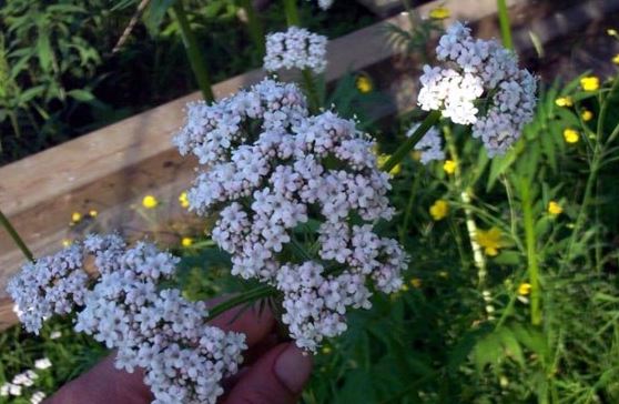 Valeriana Species, All Heal, Garden Heliotrope, Valerian