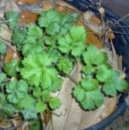 Mugwort, Sailors Tobacco, Felon Herb