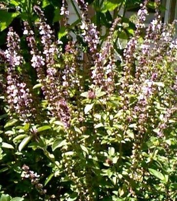 Ocimum, Ornamental Basil African Blue