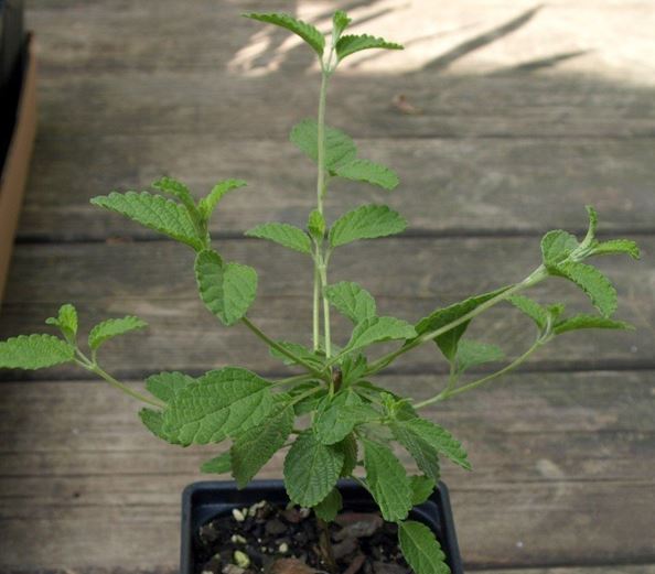 Lippia Species, Mexican Oregano