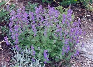 Nepeta Species, Persian Catmint, Mussins Catmint