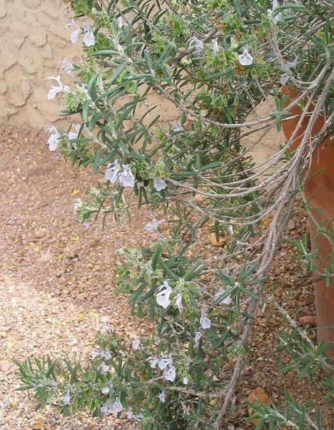 Salvia, Rosemary Arp