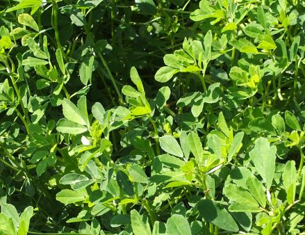 Trigonella Species, Common Fenugreek