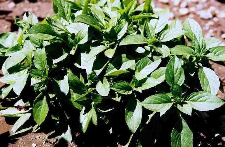 Ocimum, Bush Basil, Greek Basil Spicy Globe