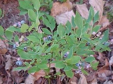 Vaccinium Species, Lowbush Blueberry, Wild Blueberry