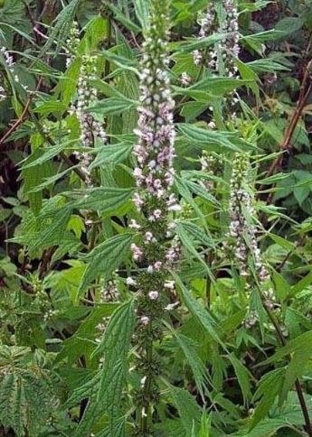Motherwort, Cow Wort, Lions Ear, Lions Tail