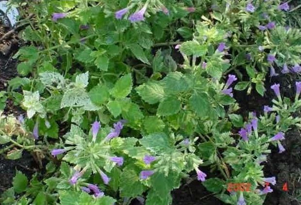 Clinopodium, Calamint Variegata