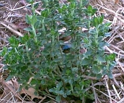 Teucrium Species, Wall Germander