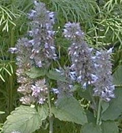 Agastache Species, Korean Mint, Anise Hyssop