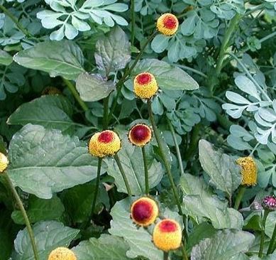 Acmella, Eyeball Plant, Para Cress, Toothache Plant Peek-a-Boo