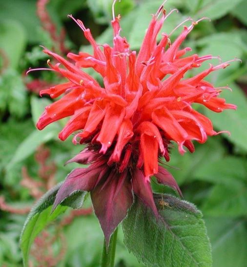 Monarda, Bee Balm, Beebalm Cambridge Scarlet
