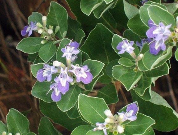 Vitex Species, Beach Vitex, Round-Leaf Chaste Tree