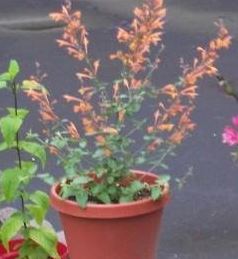 Agastache, Anise-Hyssop, Hummingbird Mint Apricot Sprite