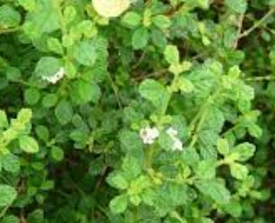 Lippia Species, False Oregano, Jamaican Oregano