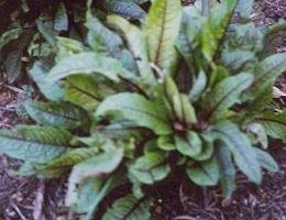 Rumex Species, Common Garden Sorrel, Redshank, Spinach Dock