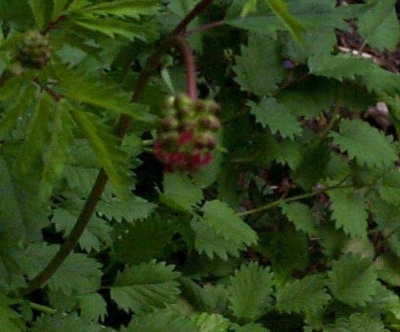 Poterium Species, Salad Burnet
