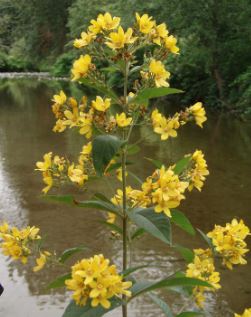 Garden Loosestrife