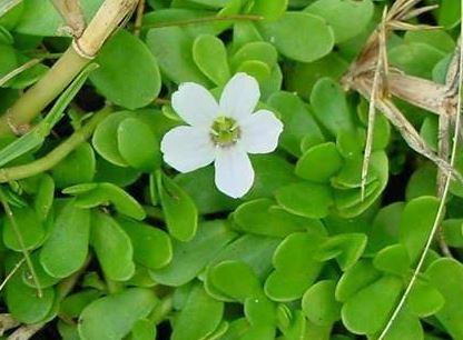 Bacopa Species, Smooth Water Hyssop, Herb of Grace