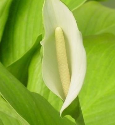 Spathiphyllum Species, Peace Lily
