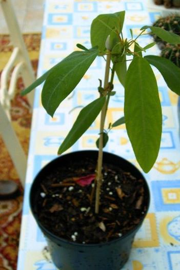 Codariocalyx Species, Semaphore Plant, Telegraph Plant