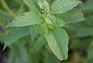 Ocimum, Heirloom Lemon Basil, Sweet Basil Mrs. Burns