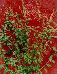 Ocimum Species, Holy Basil, Thai Basil