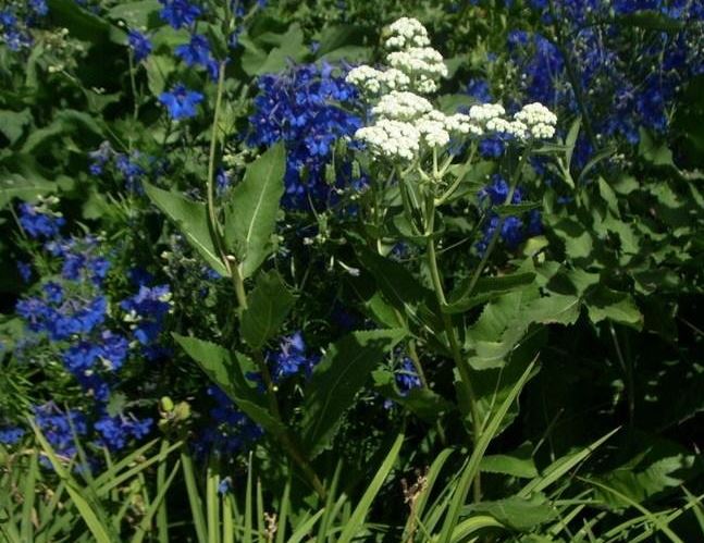 Wild Quinine, American Feverfew