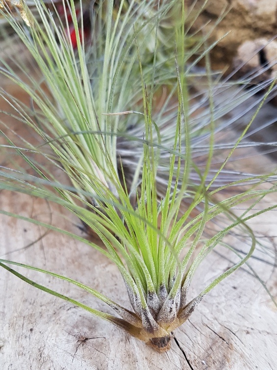 Tillandsia Bromeliad(Tillandsia filifolia) Air Plant