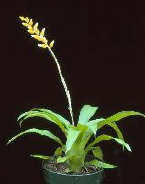 Aechmea Bromeliad, Urn Plant Nelwyn