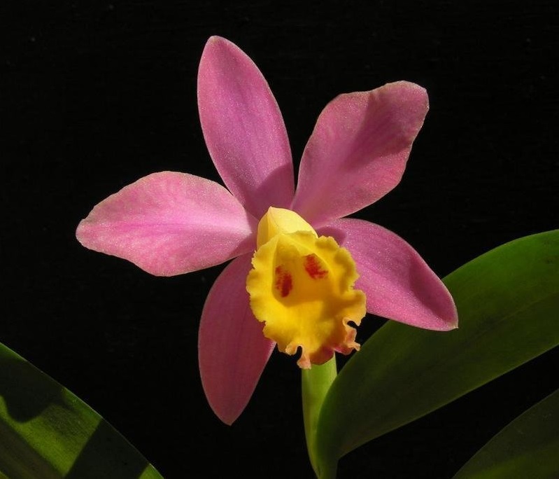 Orchid, Cattleya Crystelle Smith Aileen