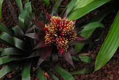 Guzmania Bromeliad 'Remembrance'