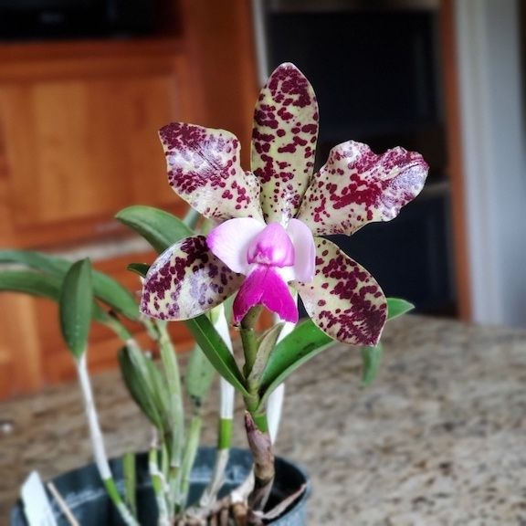 Orchid, Cattleya Green Emerald Queen