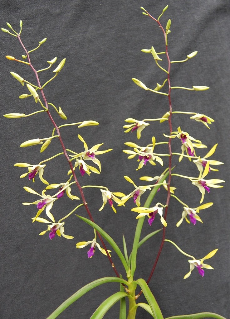 Orchid, Dendrobium Pixie Princess