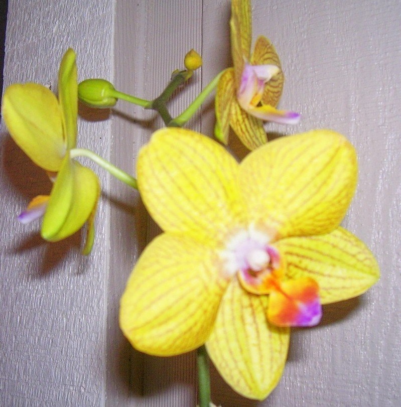 Orchid, Moth Orchid, Phalaenopsis Brother Golden Wish