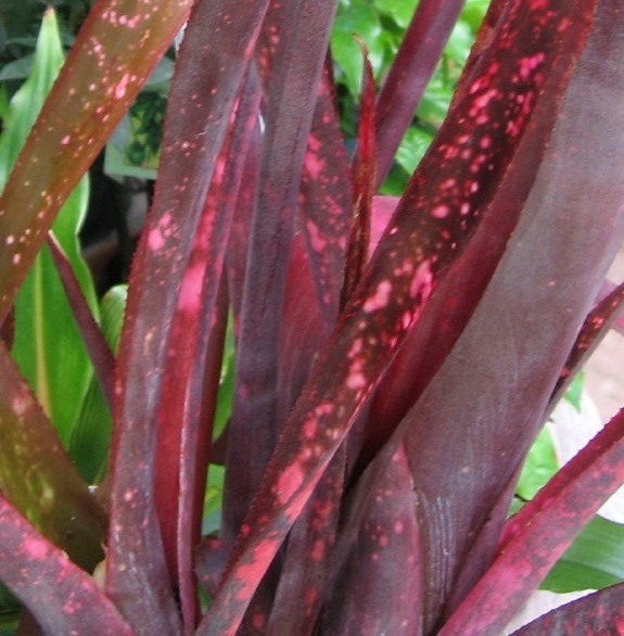 Bromeliad Cultivar, Billbergia Bromeliad, Queens Tears Rosita