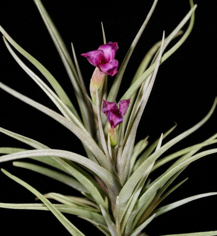Tillandsia Bromeliad, Air Plant Mystic Burgundy
