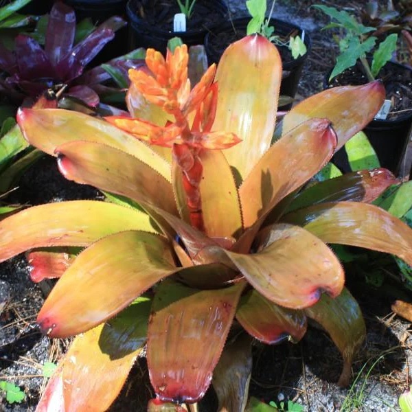 Aechmea Bromeliad, Urn Plant Patricia