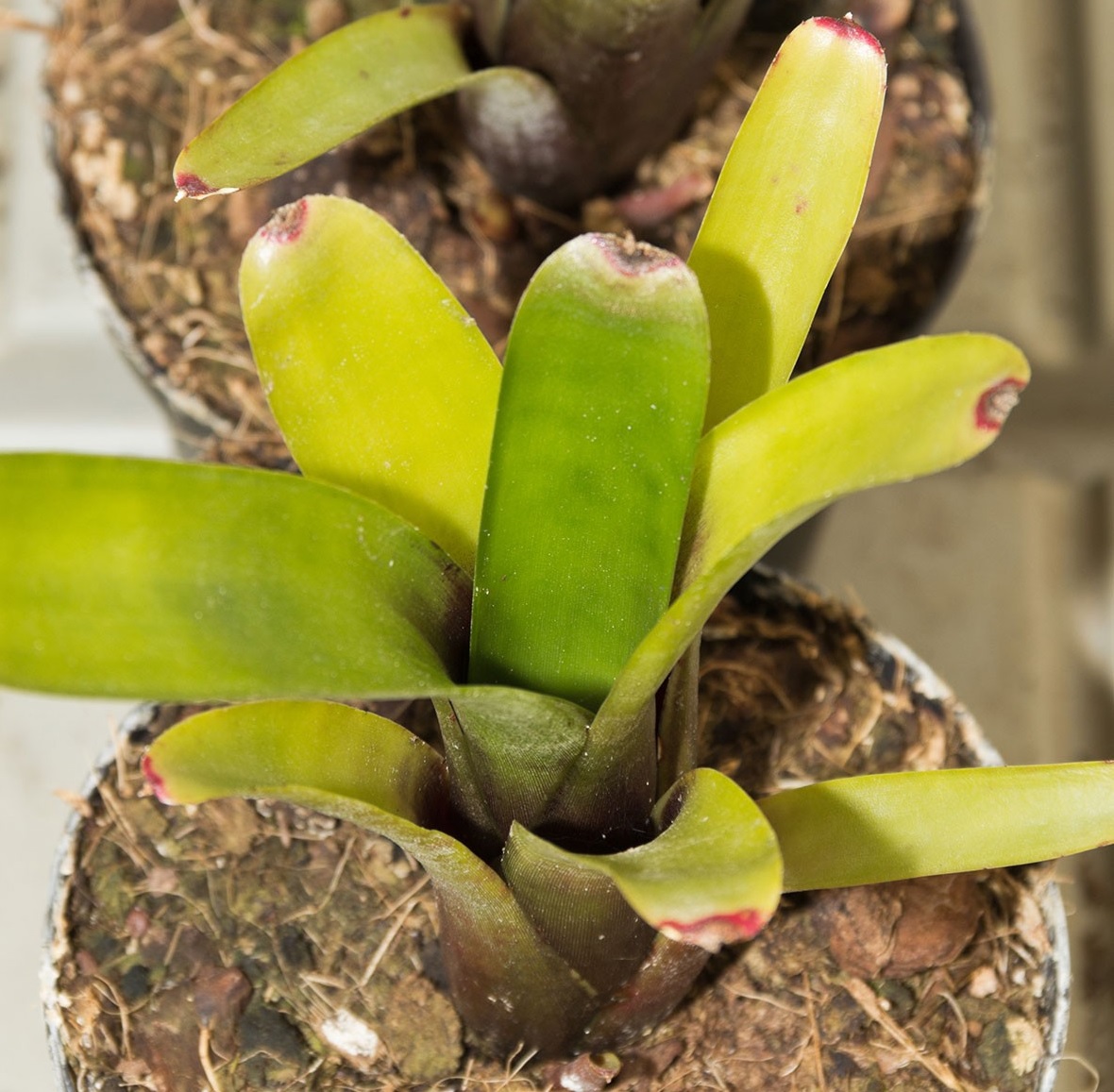 Neoregelia Bromeliad (amandae)