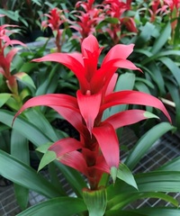 Guzmania Bromeliad 'Firedragon'