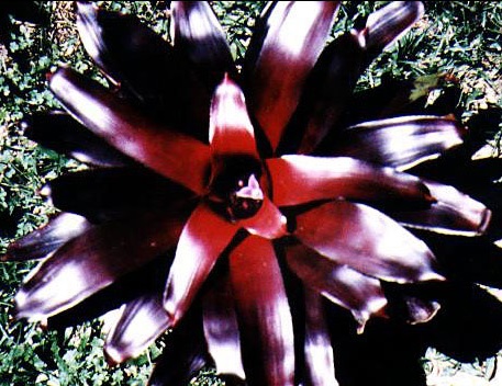 Neoregelia Bromeliad Blackie