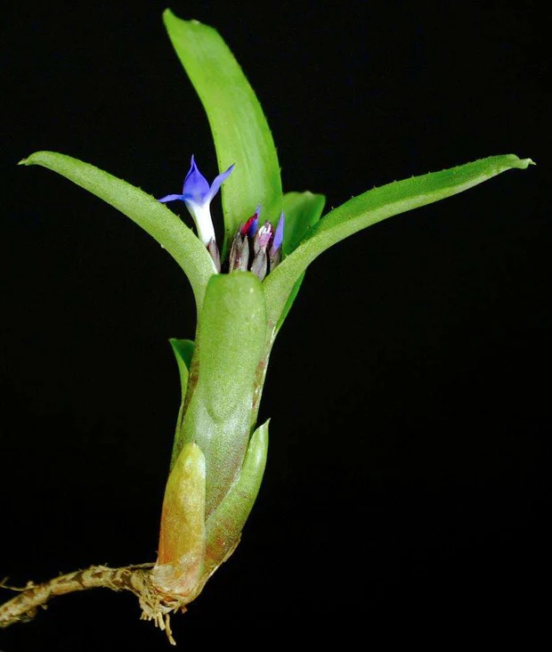Neoregelia Bromeliad dungsiana