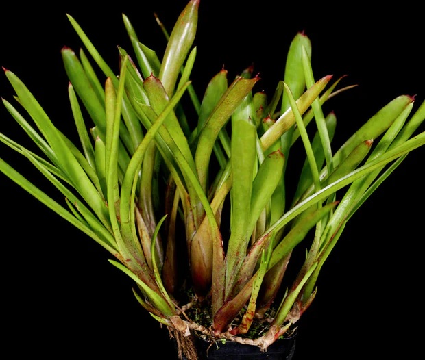Neoregelia Bromeliad Kerryi