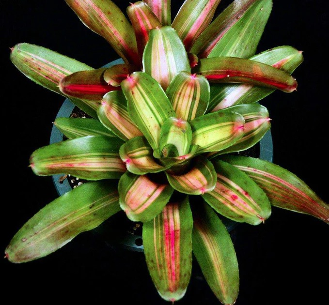 Neoregelia Bromeliad Nonis