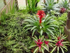 Guzmania Bromeliad 'Orangeade'