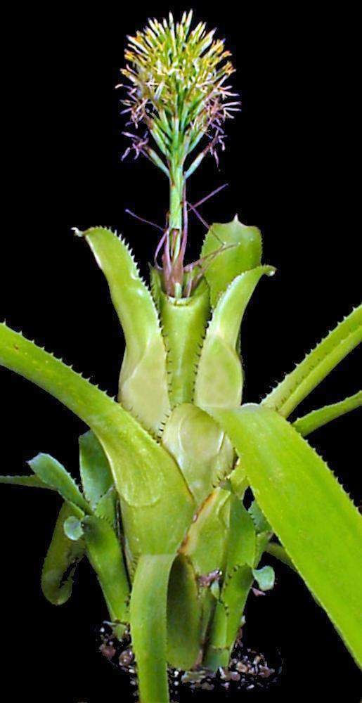 Billbergia Bromeliad(horrida)