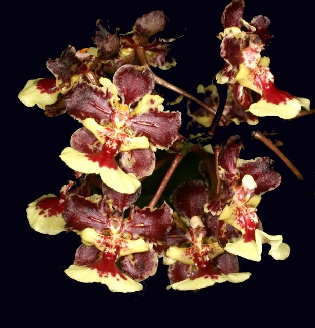 Orchid, Trichocentrum Totosauri