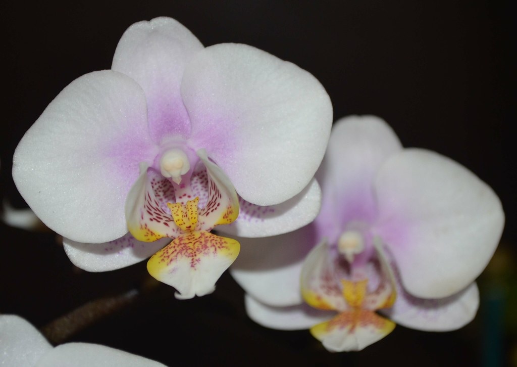 Orchid, Moth Orchid, Phalaenopsis Nobbys Amy