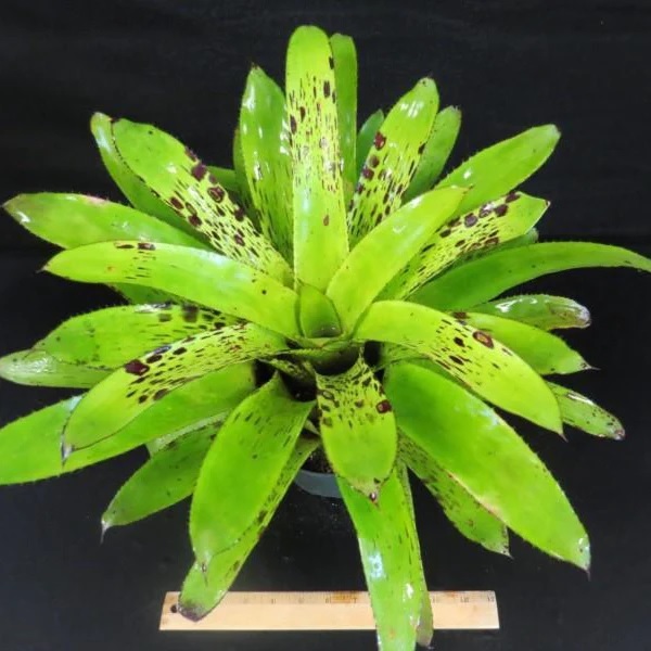 Aechmea Bromeliad, Urn Plant Fosters Freckles